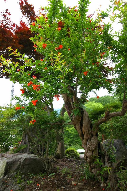 ザクロの画像 原寸画像検索